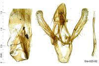 Ancylosis cinnamomella