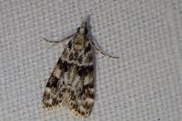 Eudonia delunella