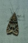 Eudonia mercurella