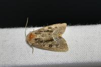 Oligia