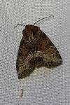 Oligia