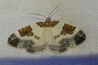 Plemyria rubiginata