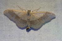 Idaea aversata