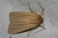 Mythimna impura