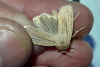 Mythimna impura