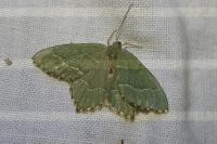 Hemithea aestivaria