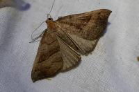 Hypena proboscidalis