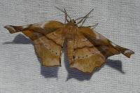 Apeira syringaria