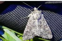 Apamea remissa