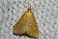 Anania crocealis