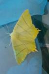 Ourapteryx sambucaria