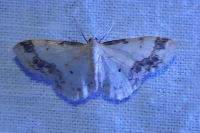 Idaea trigeminata
