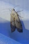 Aphomia sociella