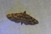 Gymnoscelis rufifasciata