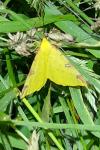 Opisthograptis luteolata