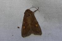 Lacanobia oleracea