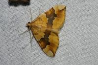 Cidaria fulvata