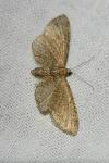 Eupithecia vulgata