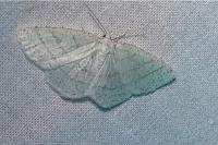 Cabera pusaria