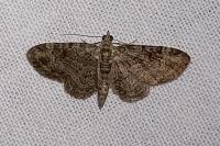 Pasiphila rectangulata