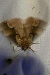 Thyatira batis