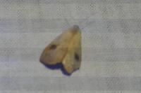 Rivula sericealis