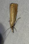 Chrysoteuchia culmella
