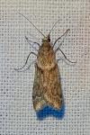 Eudonia angustea