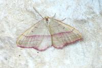 Rhodostrophia vibicaria