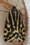 Emmelia trabealis