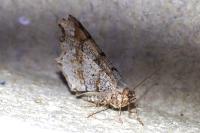 Macaria alternata
