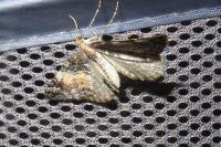 Earophila badiata