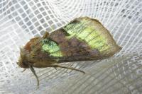 Diachrysia chrysitis
