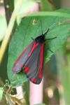 Tyria jacobaeae