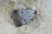 Lygephila craccae