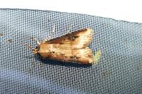 Agrotis ipsilon