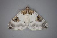 Plemyria rubiginata