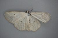 Scopula immutata