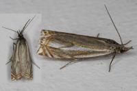 Crambus lathoniellus