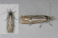 Crambus lathoniellus