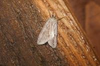 Pachycnemia hippocastanaria hippocastanaria