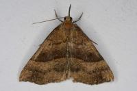 Hypena proboscidalis