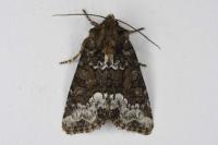 Oligia strigilis/versicolor