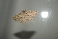 Peribatodes rhomboidaria rhomboidaria