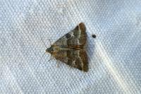 Synthymia fixa