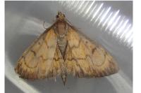 Ecpyrrhorrhoe rubiginalis