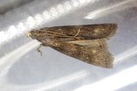 Eccopisa effractella