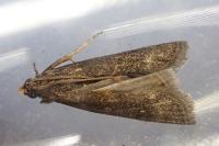 Eccopisa effractella