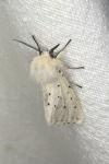 Spilosoma lubricipeda