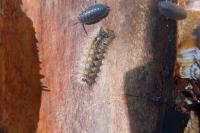 Lymantria dispar